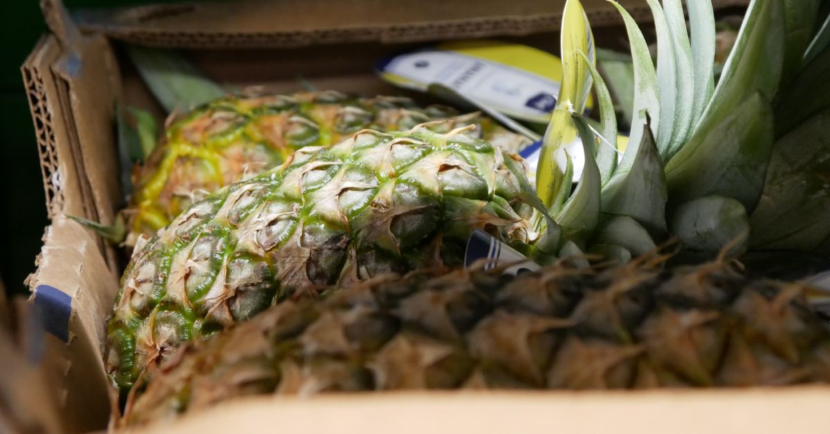 A close-up of three pineapples sitting in an open cardboard box, with sunlight gleaming from nearby.