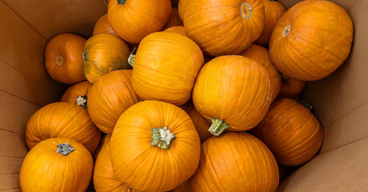 The interior of a large cardboard box has many medium and large sized pumpkins stacked on top of each other.