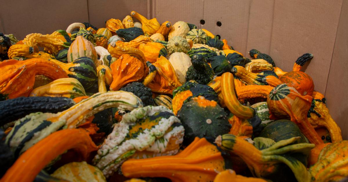 A large cardboard box with many types of squash and small pumpkins, all different shapes, sizes and colors, inside of it.