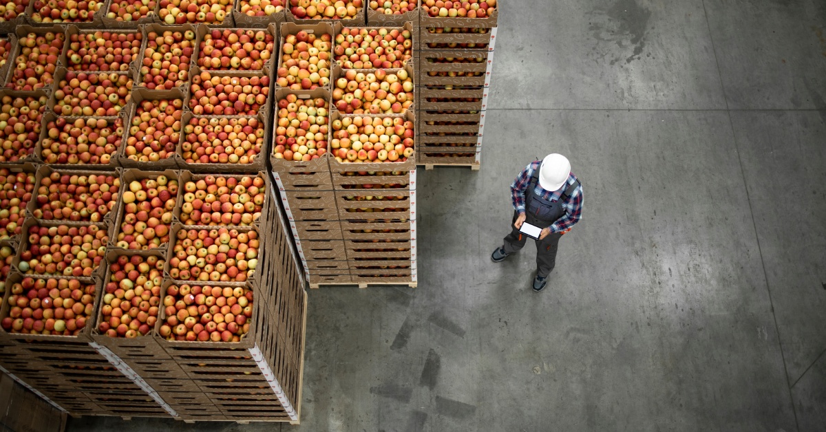 A man in a white hard hat is standing next to a several stacks of crates with apples in them.