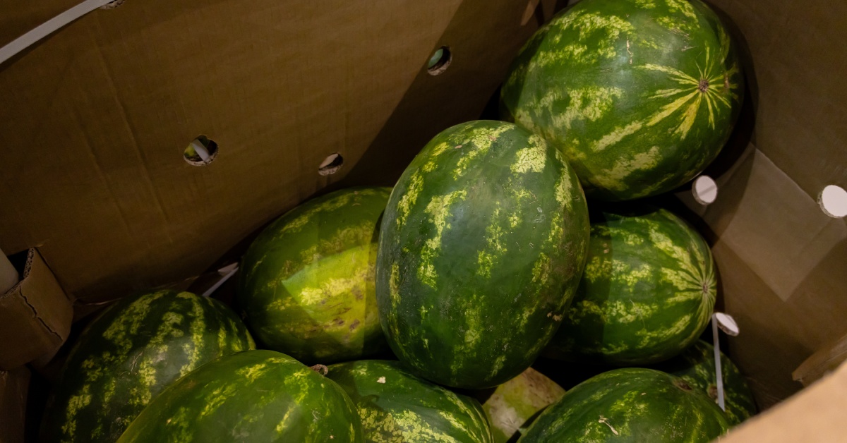 A pile of watermelons is in a cardboard container; the container has several circular holes in it.