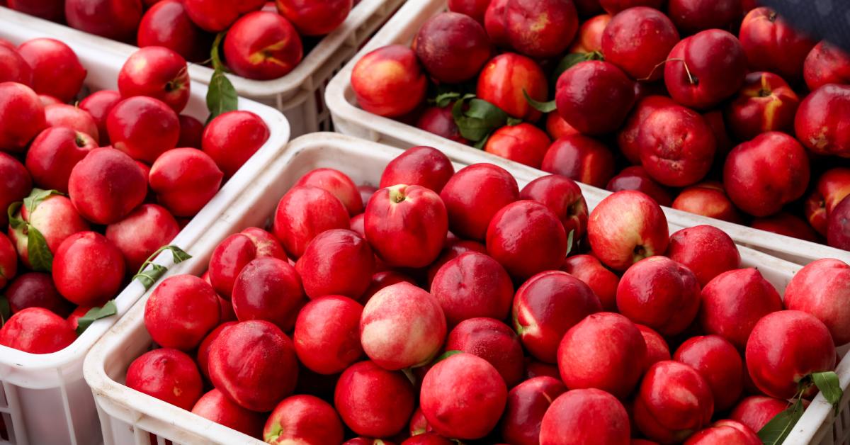 There are several plastic bins with air hold along the sides, and each bin has apples inside them.