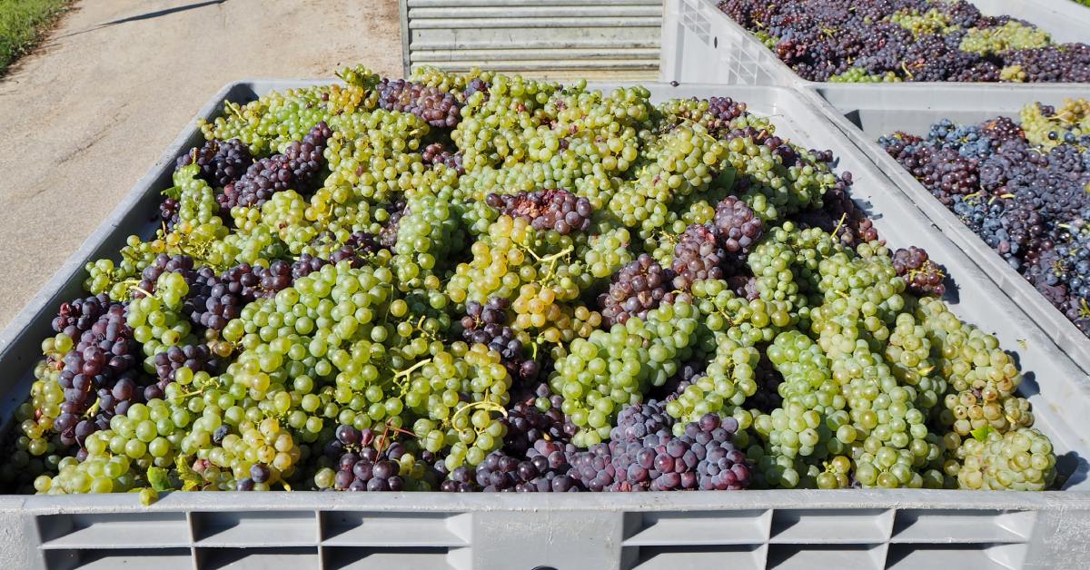Grapes, both red and green, are in a large plastic bin. The bin is placed outside and there is a dirt path visible.