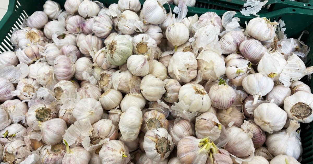 A pile of garlic is inside a green bin. There is another green bin next to the garlic that also has garlic in it.
