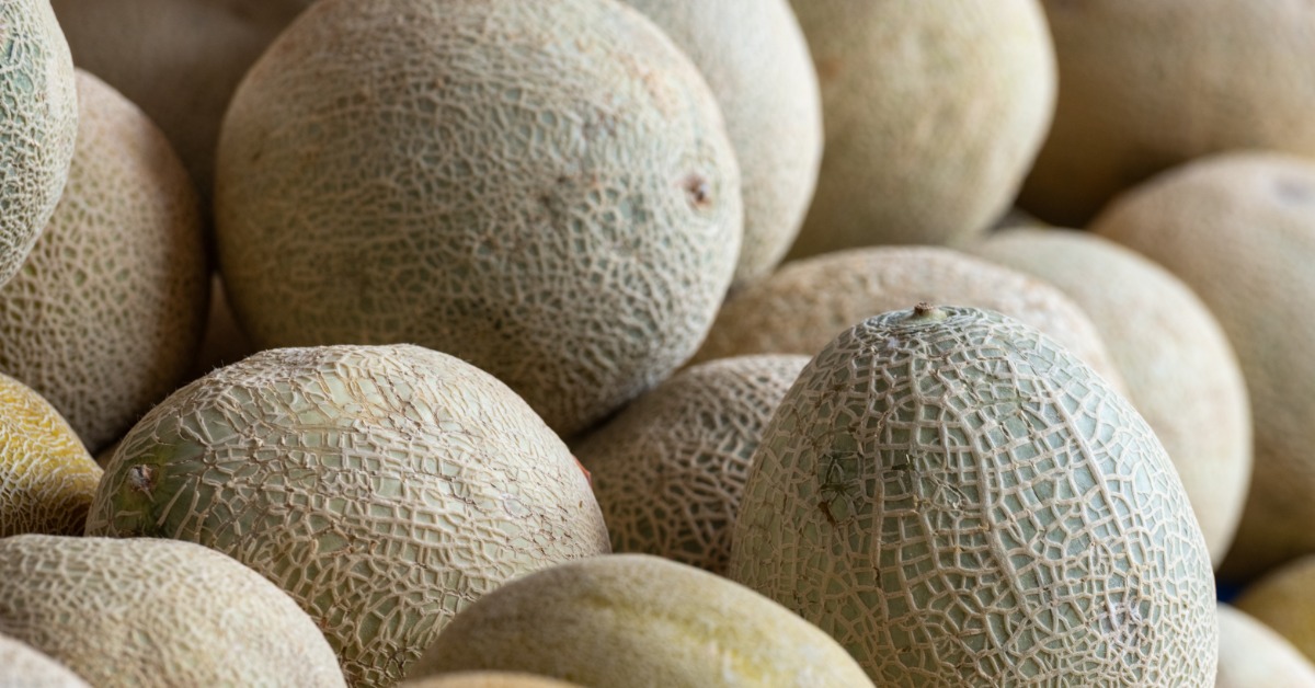 Multiple melons are in frame, and they are piled on top of each other. The melons have a coarse outer skin.