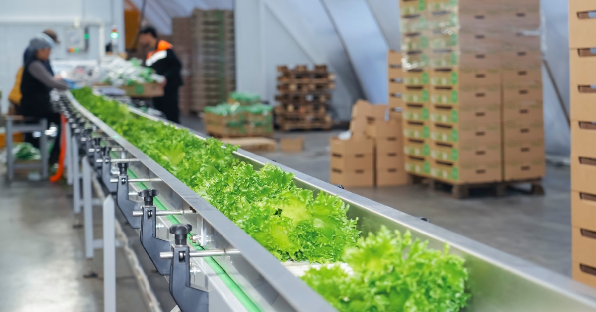 Green lettuce is on a conveyor belt. In the background, there is a group of people around the conveyor belt.