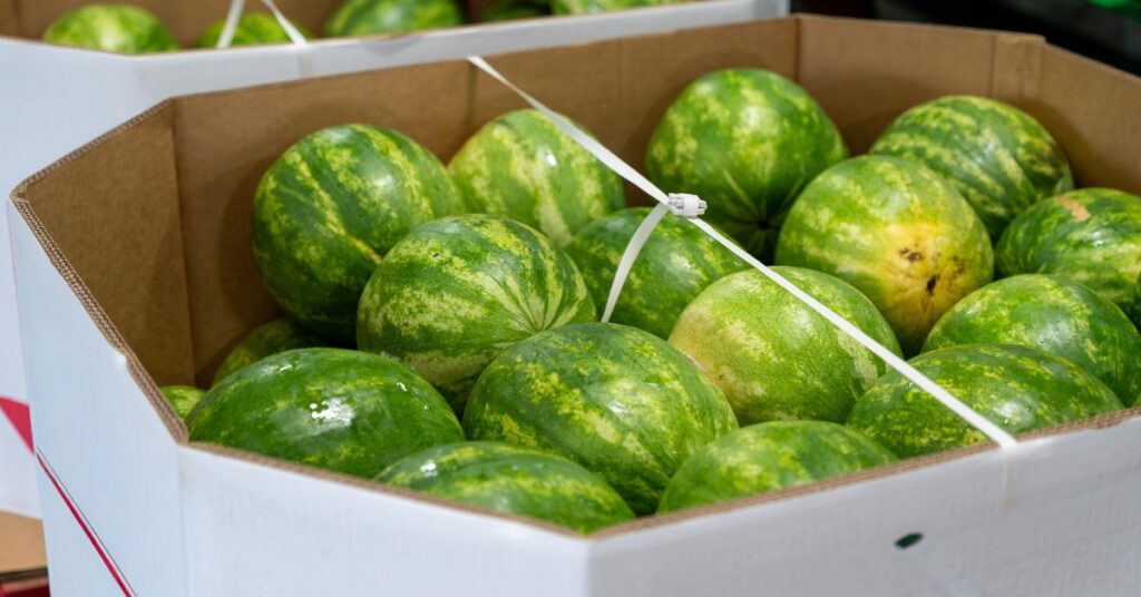 Watermelons are stacked inside a cardboard produce bin, The watermelons are fresh and green.